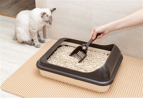 best natural cat litter|healthy cat litter reviews.